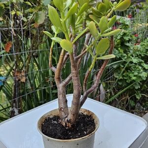 Ruby Jade Tree